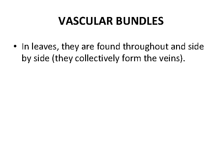 VASCULAR BUNDLES • In leaves, they are found throughout and side by side (they