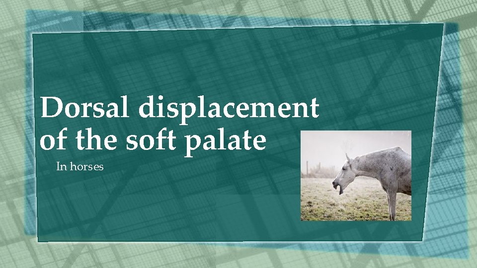 Dorsal displacement of the soft palate In horses Dorsal displacement of the soft palate In horses