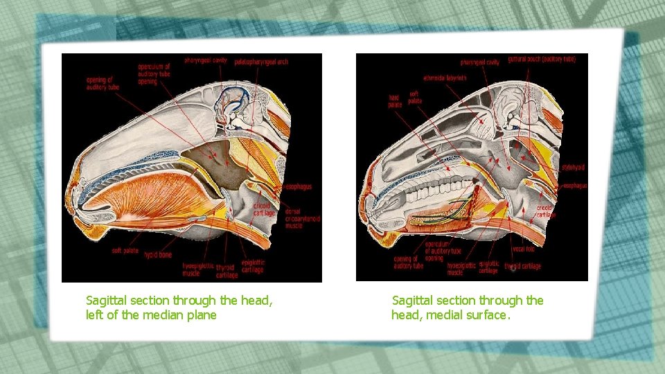 Sagittal section through the head, left of the median plane Sagittal section through the Sagittal section through the head, left of the median plane Sagittal section through the