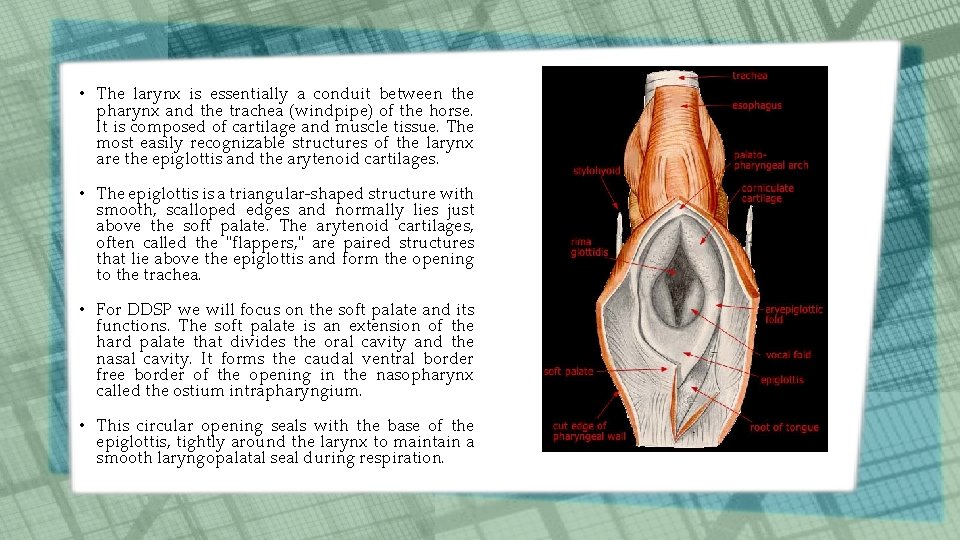 • The larynx is essentially a conduit between the pharynx and the trachea • The larynx is essentially a conduit between the pharynx and the trachea