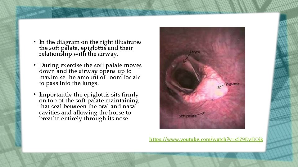 • In the diagram on the right illustrates the soft palate, epiglottis and • In the diagram on the right illustrates the soft palate, epiglottis and