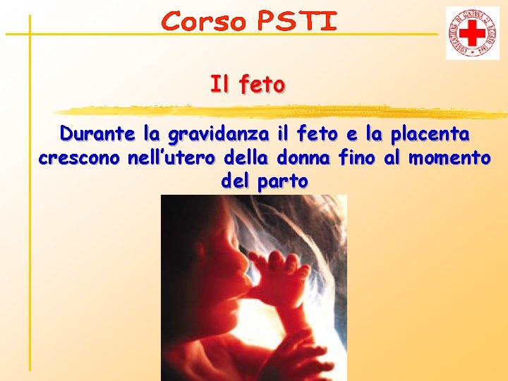 Il feto Durante la gravidanza il feto e la placenta crescono nell’utero della donna