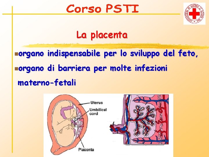 La placenta norgano indispensabile per lo sviluppo del feto, norgano di barriera per molte