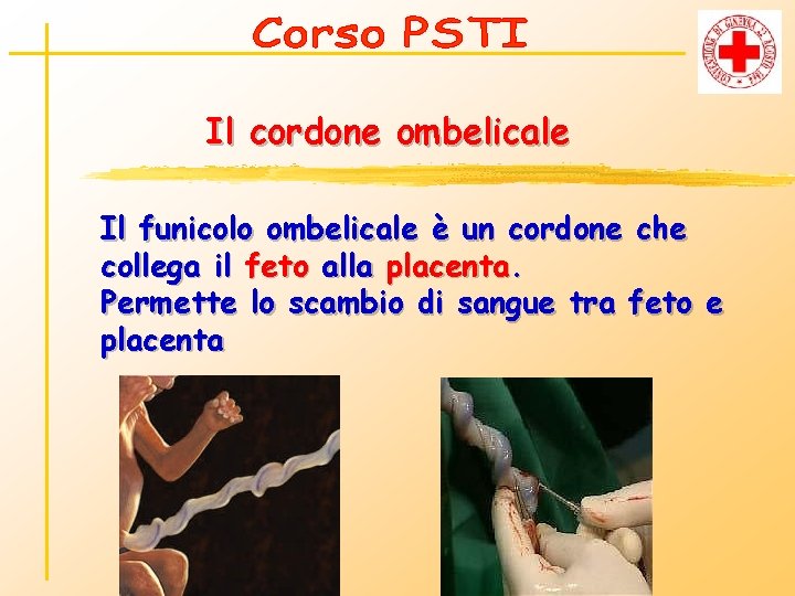 Il cordone ombelicale Il funicolo ombelicale è un cordone che collega il feto alla