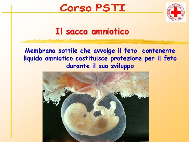 Il sacco amniotico Membrana sottile che avvolge il feto contenente liquido amniotico costituisce protezione