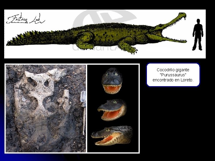 Cocodrilo gigante “Purussaurus” encontrado en Loreto. 