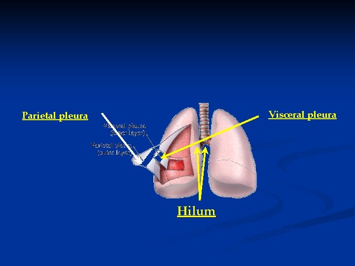 Parietal pleura Visceral pleura , and ribs. envelope all surfaces of. Hilum where pulmonary