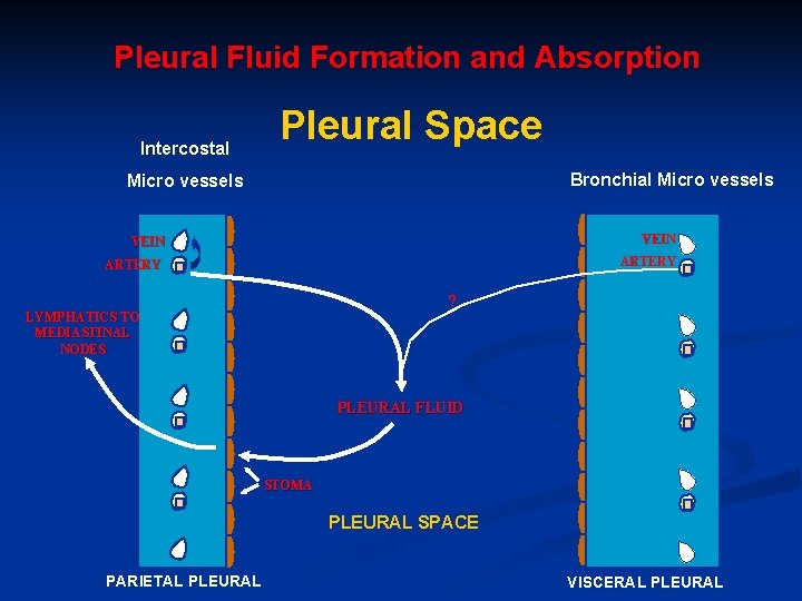 Pleural Fluid Formation and Absorption Intercostal Pleural Space Bronchial Micro vessels VEIN ARTERY ?