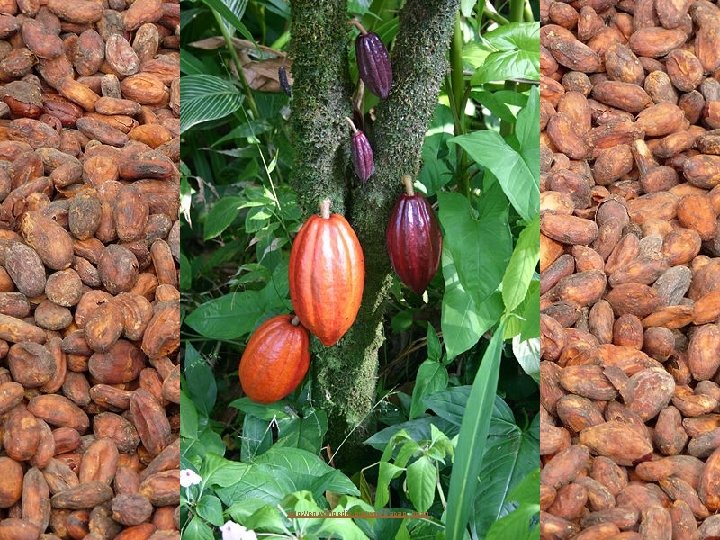 http: //en. wikipedia. org/wiki/Cacao_bean 