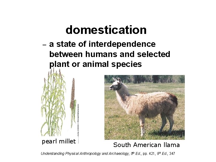 domestication – a state of interdependence between humans and selected plant or animal species