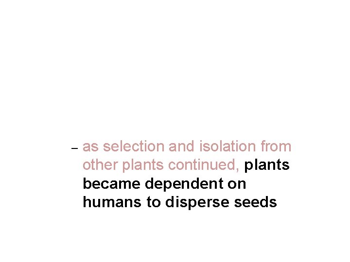 – as selection and isolation from other plants continued, plants became dependent on humans