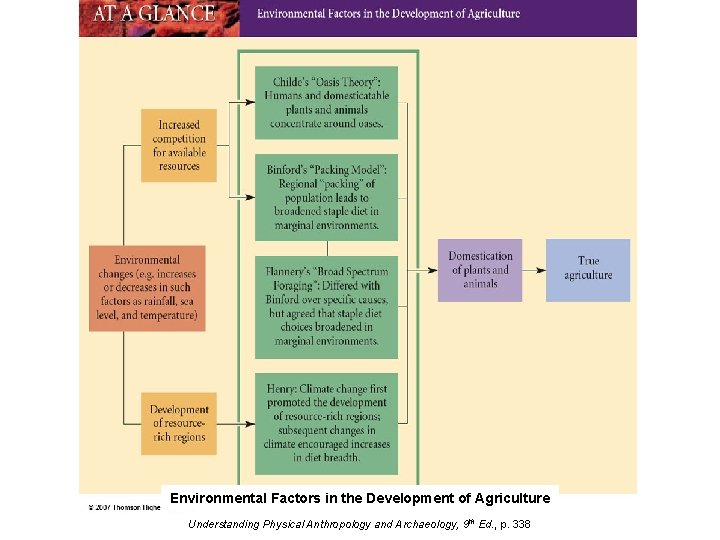 Environmental Factors in the Development of Agriculture Understanding Physical Anthropology and Archaeology, 9 th