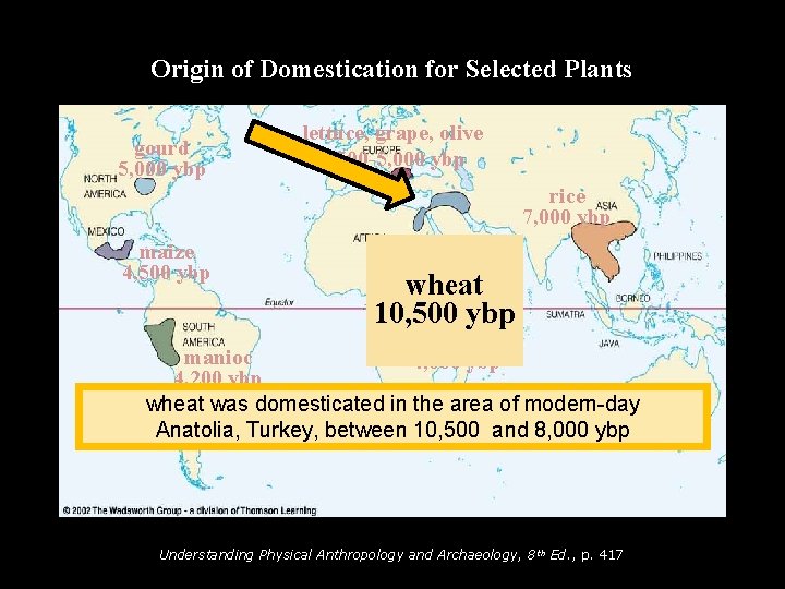 Origin of Domestication for Selected Plants gourd 5, 000 ybp lettuce, grape, olive 6,