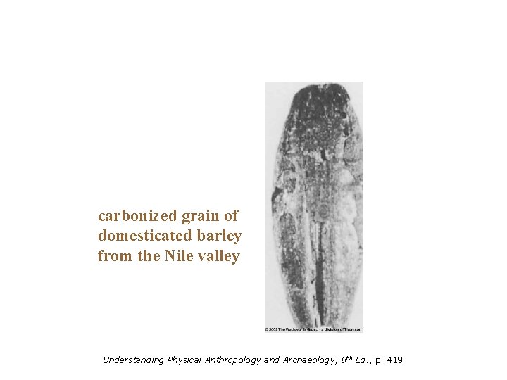 carbonized grain of domesticated barley from the Nile valley Understanding Physical Anthropology and Archaeology,