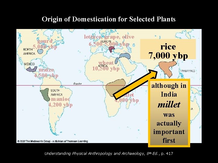 Origin of Domestication for Selected Plants gourd 5, 000 ybp maize 4, 500 ybp