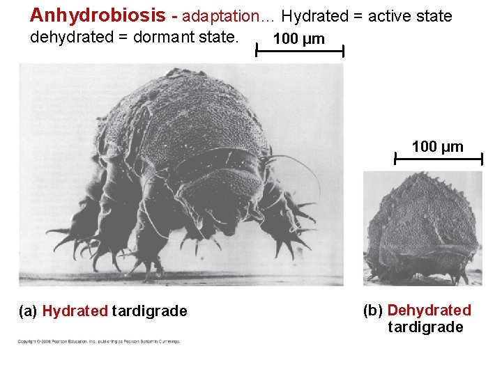 Anhydrobiosis - adaptation… Hydrated = active state dehydrated = dormant state. 100 µm (a)