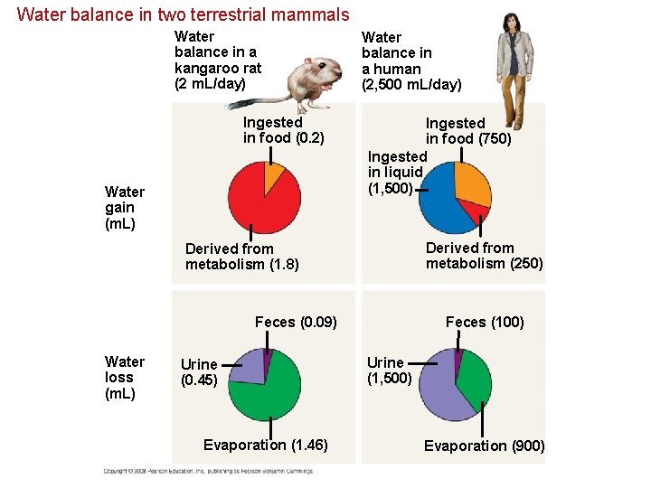 Water balance in two terrestrial mammals Water balance in a kangaroo rat (2 m.