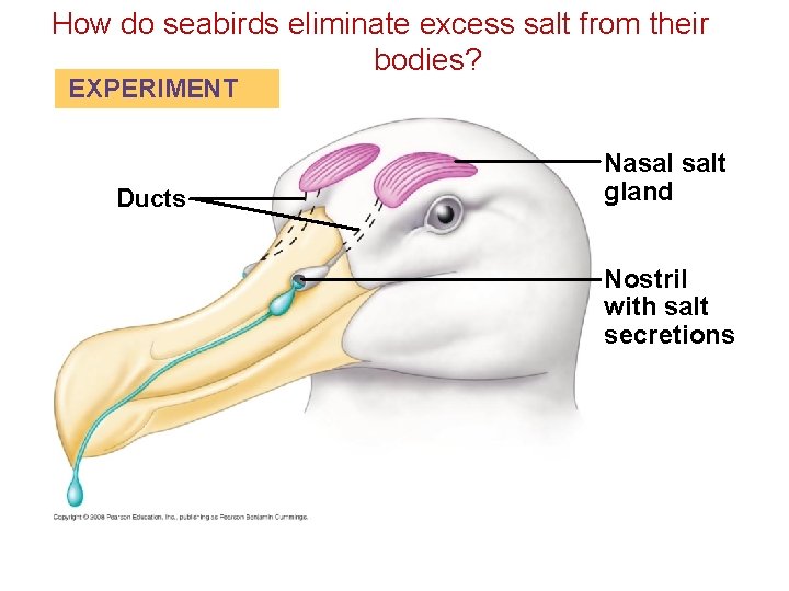 How do seabirds eliminate excess salt from their bodies? EXPERIMENT Ducts Nasal salt gland