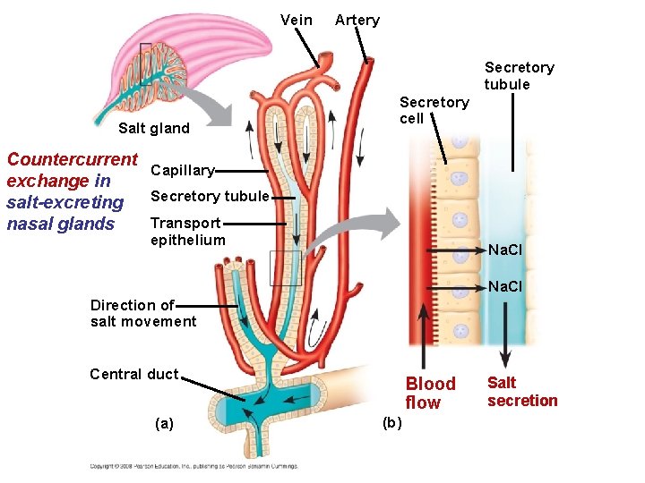 Vein Artery Secretory tubule Salt gland Secretory cell Countercurrent Capillary exchange in Secretory tubule