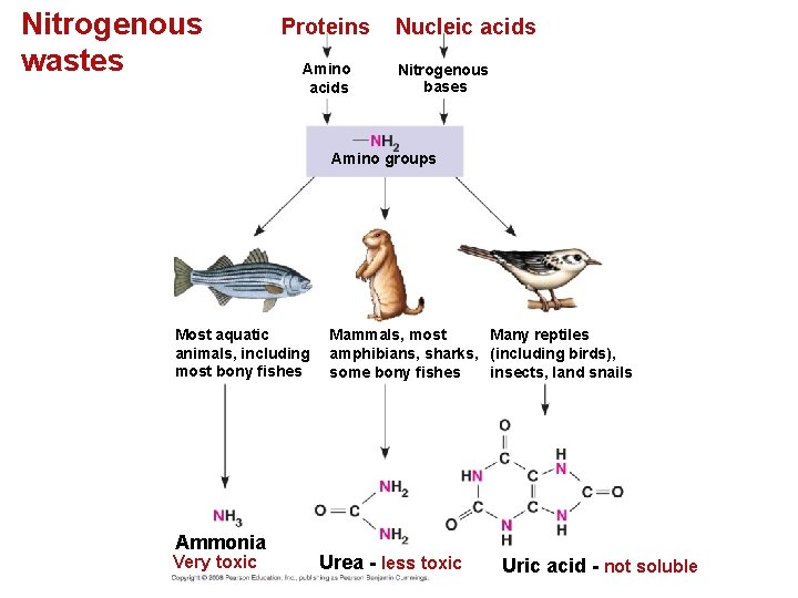 Nitrogenous wastes Proteins Amino acids Nucleic acids Nitrogenous bases Amino groups Most aquatic animals,