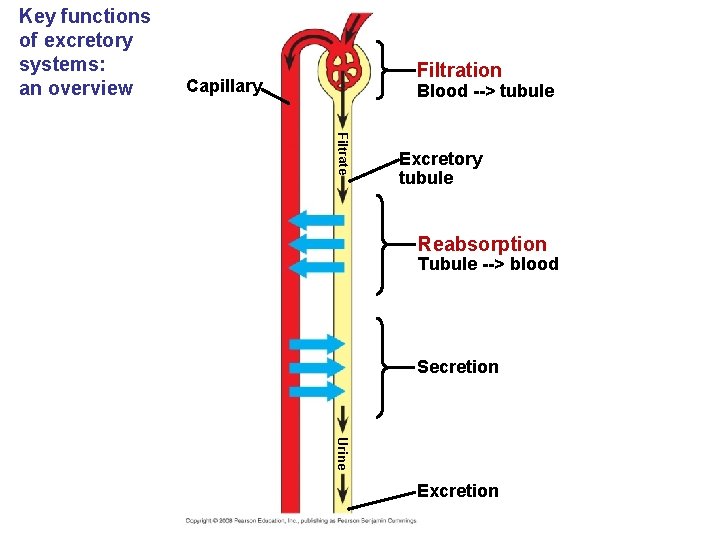 Key functions of excretory systems: an overview Filtration Capillary Blood --> tubule Filtrate Excretory