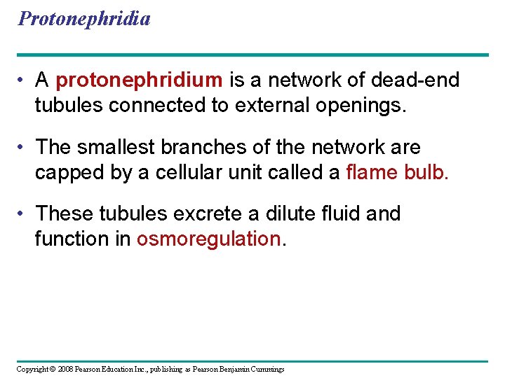 Protonephridia • A protonephridium is a network of dead-end tubules connected to external openings.