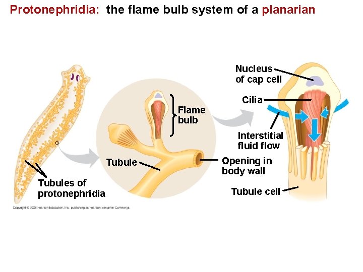 Protonephridia: the flame bulb system of a planarian Nucleus of cap cell Flame bulb