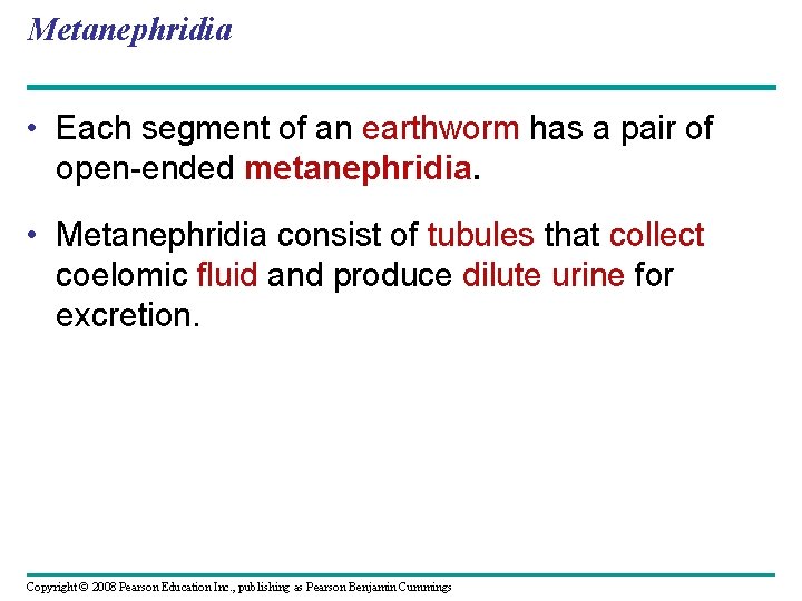 Metanephridia • Each segment of an earthworm has a pair of open-ended metanephridia. •