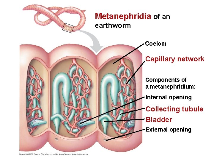 Metanephridia of an earthworm Coelom Capillary network Components of a metanephridium: Internal opening Collecting