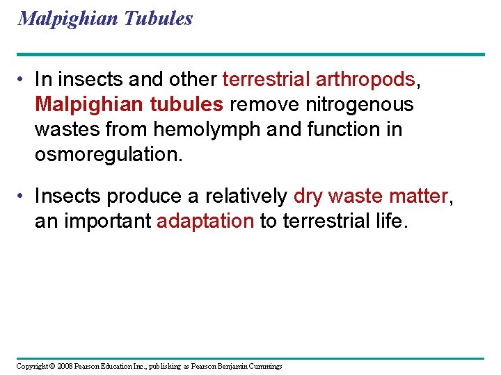 Malpighian Tubules • In insects and other terrestrial arthropods, Malpighian tubules remove nitrogenous wastes