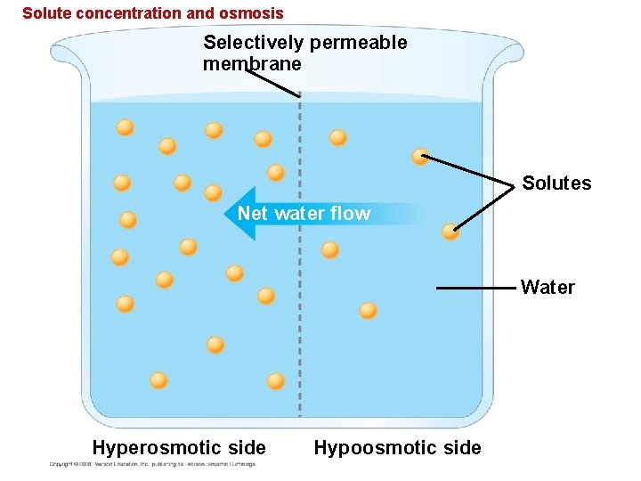 Solute concentration and osmosis Selectively permeable membrane Solutes Net water flow Water Hyperosmotic side