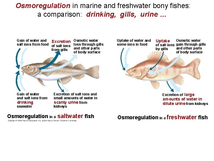 Osmoregulation in marine and freshwater bony fishes: a comparison: drinking, gills, urine … Gain