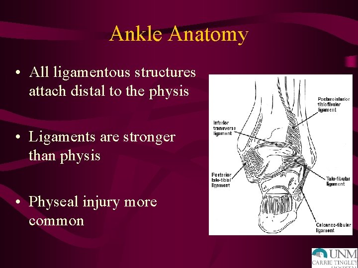 Ankle Anatomy • All ligamentous structures attach distal to the physis • Ligaments are