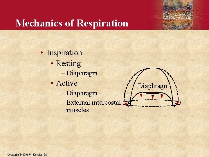 Mechanics of Respiration • Inspiration • Resting – Diaphragm • Active – Diaphragm –