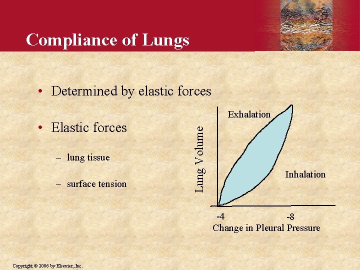 Compliance of Lungs • Determined by elastic forces – lung tissue – surface tension