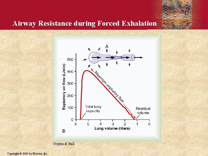 Airway Resistance during Forced Exhalation Guyton & Hall Copyright © 2006 by Elsevier, Inc.