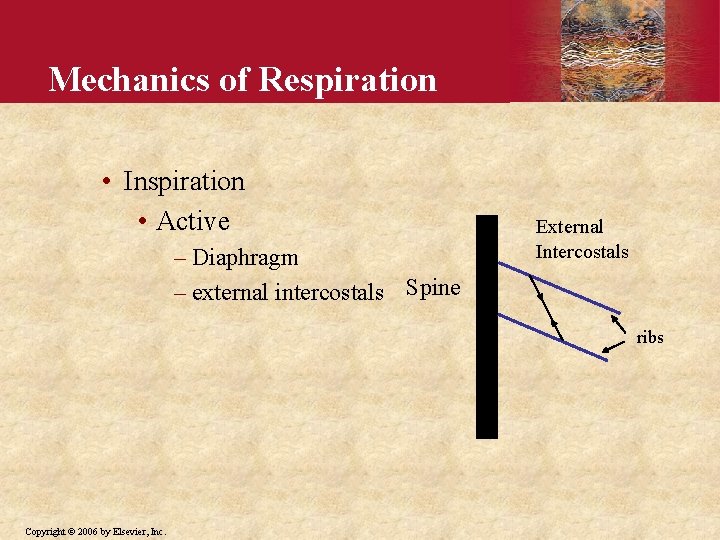 Mechanics of Respiration • Inspiration • Active – Diaphragm – external intercostals Spine External