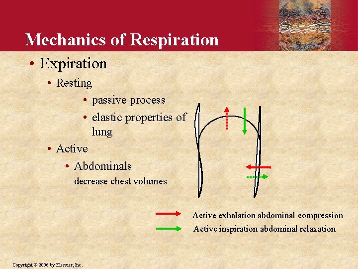 Mechanics of Respiration • Expiration • Resting • passive process • elastic properties of