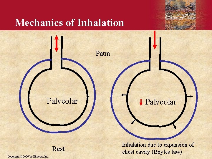 Mechanics of Inhalation Patm Palveolar Rest Copyright © 2006 by Elsevier, Inc. Palveolar Inhalation