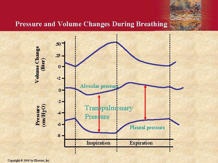 Volume Change (liter) Pressure and Volume Changes During Breathing. 50. 25 0 +2 0