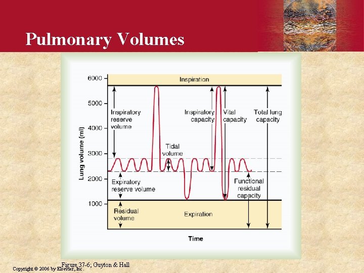 Pulmonary Volumes Figure 37 -6; Guyton & Hall Copyright © 2006 by Elsevier, Inc.