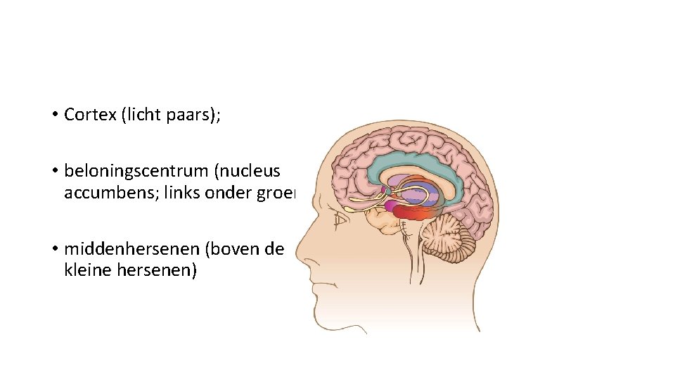  • Cortex (licht paars); • beloningscentrum (nucleus accumbens; links onder groen); • middenhersenen