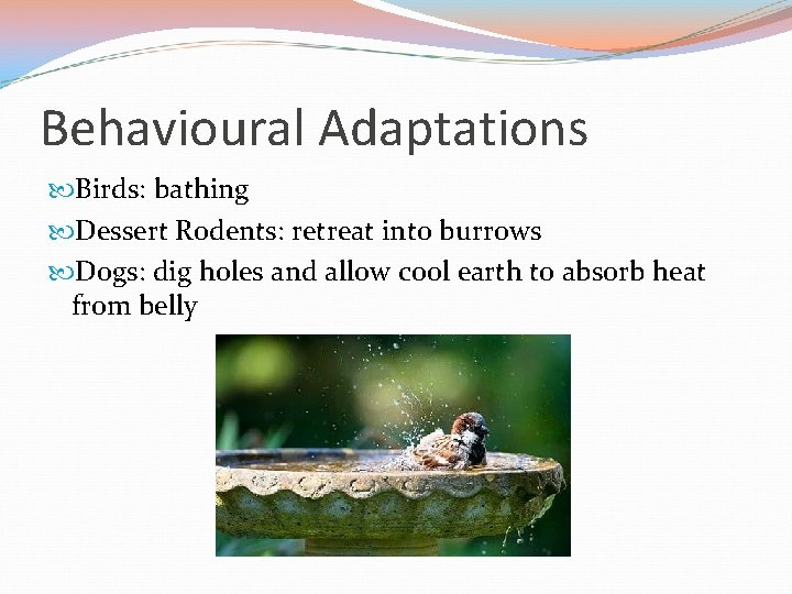 Behavioural Adaptations Birds: bathing Dessert Rodents: retreat into burrows Dogs: dig holes and allow