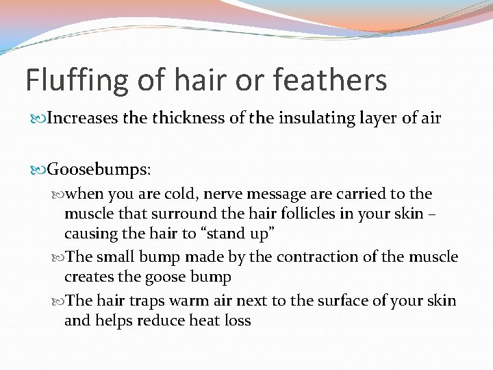 Fluffing of hair or feathers Increases the thickness of the insulating layer of air