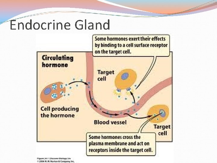 Endocrine Gland 