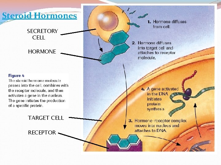 Steroid Hormones SECRETORY CELL HORMONE TARGET CELL RECEPTOR 