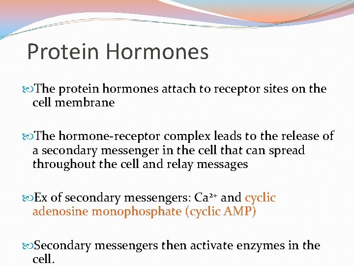 Protein Hormones The protein hormones attach to receptor sites on the cell membrane The