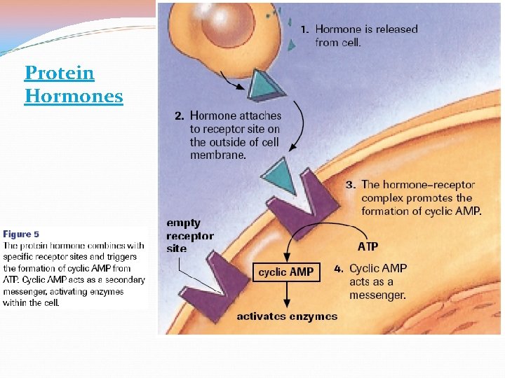 Protein Hormones 