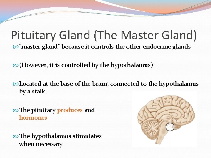 Pituitary Gland (The Master Gland) “master gland” because it controls the other endocrine glands