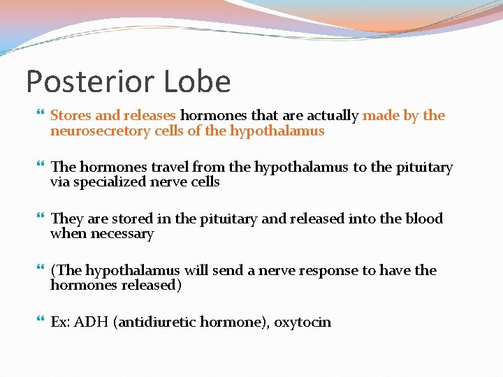 Posterior Lobe Stores and releases hormones that are actually made by the neurosecretory cells